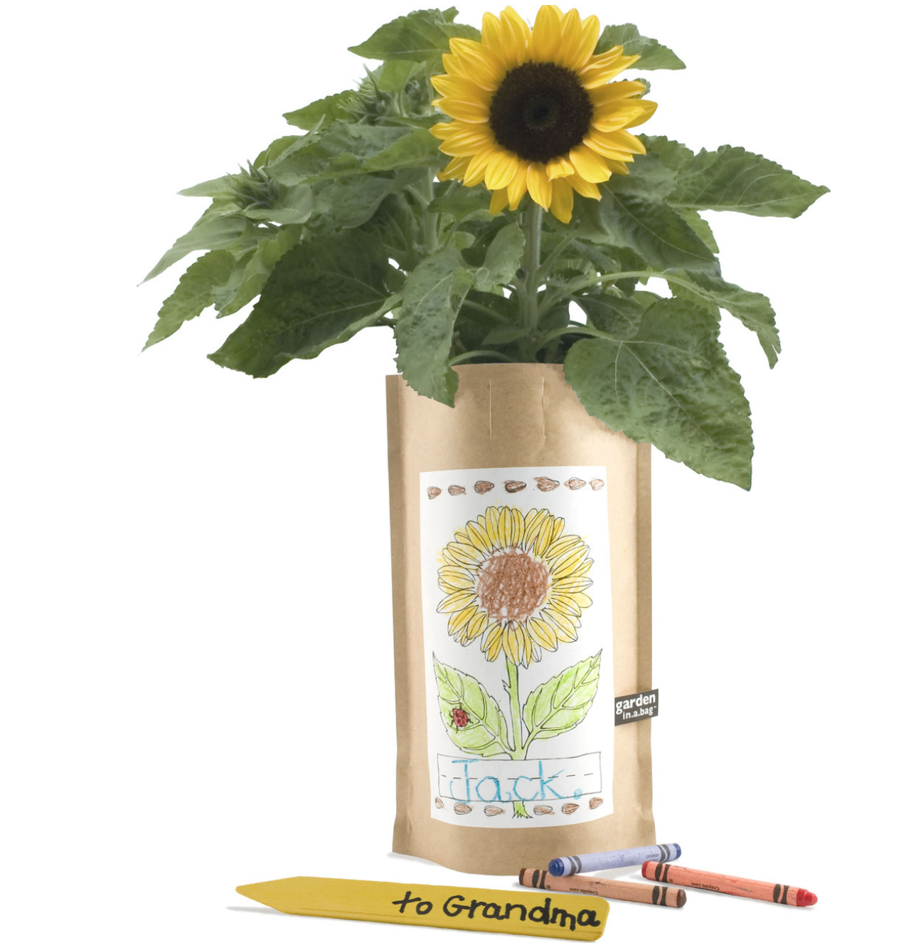 Kids Garden in a Bag | Mini Sunflower